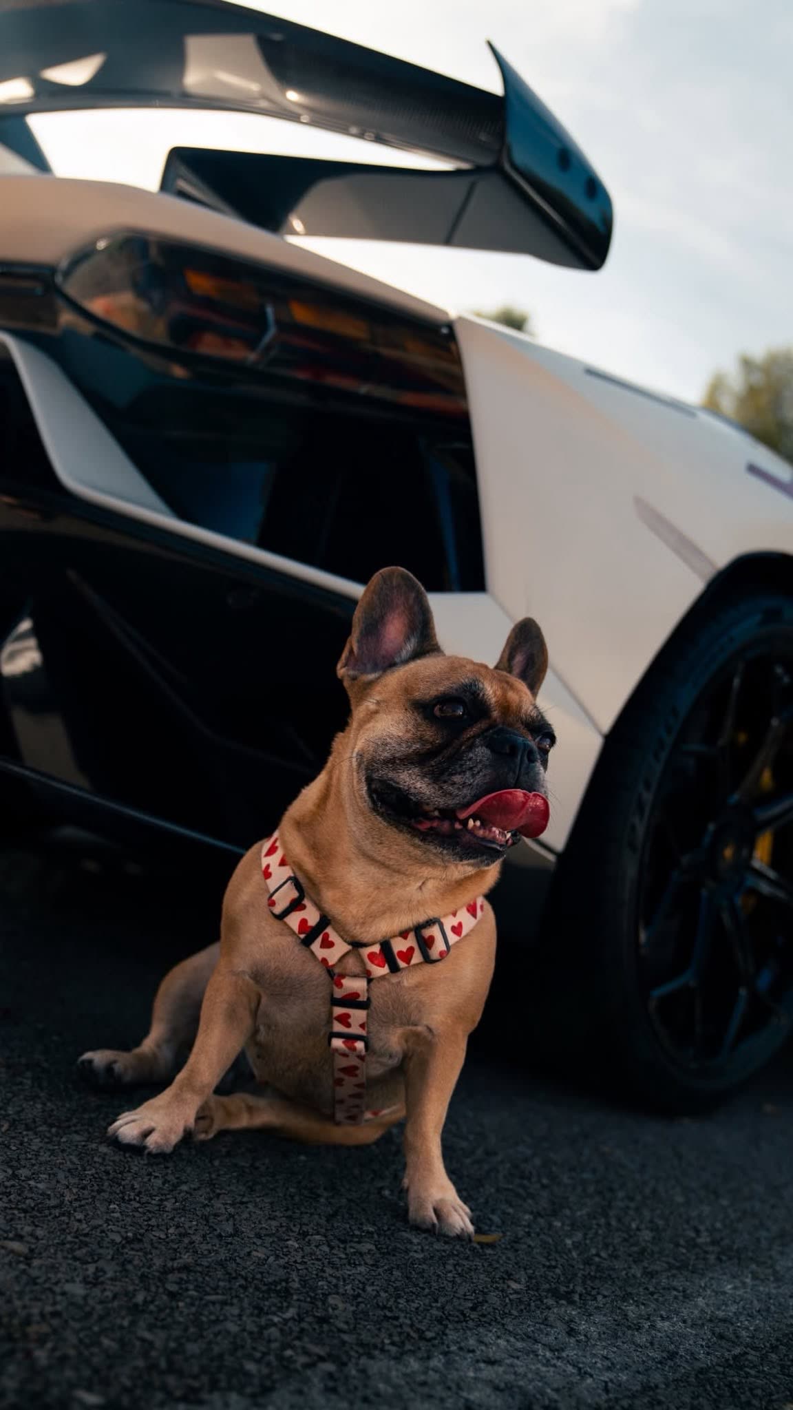 Französische Bulldogge vor einem weißen Lamborghini